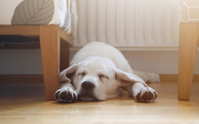 Best Flooring Options for Indoor Pets